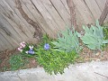 20120330_Acasa_Primavara (85)